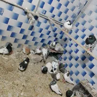 20عدد کفتر جفتگاه پرشی نر ماده فروشی|پرنده|زبرخان, |دیوار