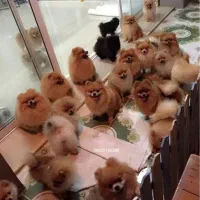 مرکز تخصصی سگ پامر خرسی.پامرانین سایز تیکاپ