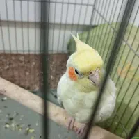 عروس هلندی ماده|پرنده|فولادشهر, A6|دیوار