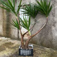 گل یوکا ۵شاخه ۲/۵ متری