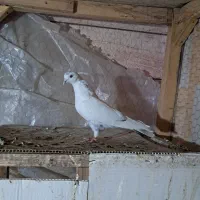 کبوتر کاشونی