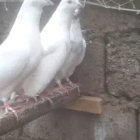 کبوترپرشی|پرنده|رشت, جهاد|دیوار