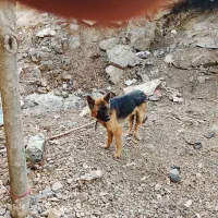 سگ ژرمن|سگ|رودهن, |دیوار