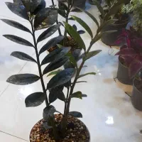 زاموفیلیا بلک سایز درشت با گلدان سفید لبه طلایی|گل و گیاه طبیعی|قم, نیروگاه|دیوار