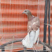 کبوتر دورگ|پرنده|خرمشهر, |دیوار