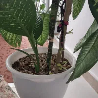 گل درحد ۲ متر و دوتا پاجوش کرده