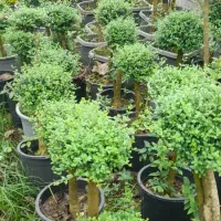 افرا|گل و گیاه طبیعی|شهریار, رزکان|دیوار