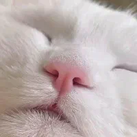 گربه خانگی|گربه|ایرانشهر, |دیوار