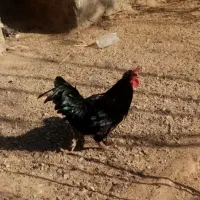 خروس محلی|حیوانات مزرعه|دلیجان, |دیوار