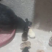 مرغ گلین با جوجه