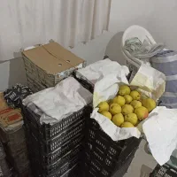 فروش سیب و گلابی|خوردنی و آشامیدنی|خواجه, |دیوار