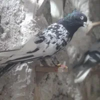 پشتی .سینه .کله.