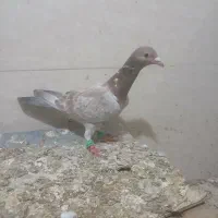 کبوتر سرخ هفرنگ نژاد خطی ماده و بدرنگ نر