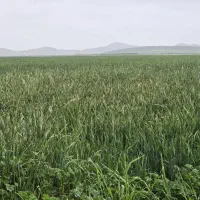 نیازمند کارگر