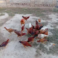 مرغ و خروس فروشی|پرنده|مینودشت, |دیوار