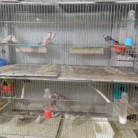 فنج زبرا فنج شکلاتی فنج نرگسی فنج بنگالی|پرنده|باسمنج, |دیوار