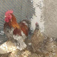 مرغ و خروس پاکوتاه نژاد کوشین|حیوانات مزرعه|پاکدشت, پاکدشت (مامازند)|دیوار