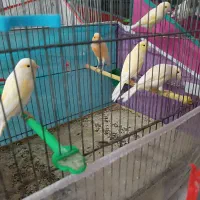 قناری نر و ماده مست درجه یک خانگی