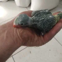 ملنگو .گرینچیک|پرنده|ری, فیروزآباد|دیوار