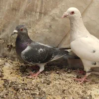 نروماده