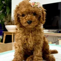 فروش سگ پودل عروسکی