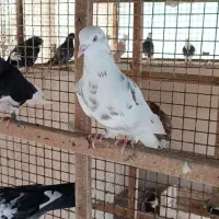 کفتر پرشی تعداد|پرنده|تهران, هاشمی|دیوار