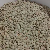 عدس|خوردنی و آشامیدنی|باغ حلی, |دیوار