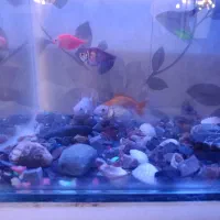 ماهی|ماهی|مرند, |دیوار