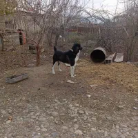 الابای دوساله نر|سگ|علی‌آباد کتول, |دیوار