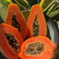 پاپایا نهال بلوبری کیوی سیب گلابی سرخ گیلاس