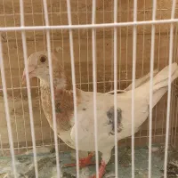 سار لکه دار