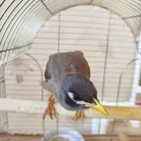 مرغ مینا