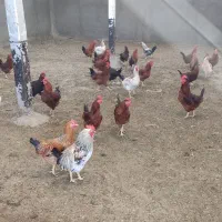 مرغ تخمگذار محلی و خروس|حیوانات مزرعه|تکاب, |دیوار