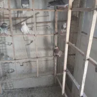 کبوتر درجه ۱