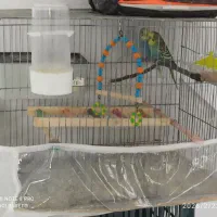 مرغ عشق|پرنده|سردشت, |دیوار