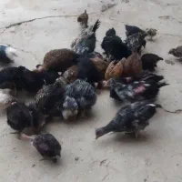 جوجه محلی اصل