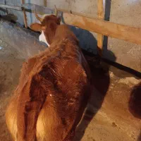 لیشه چالوسی شکم دار|حیوانات مزرعه|سنگر, |دیوار