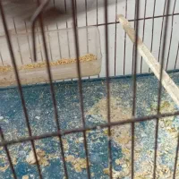 پرنده مرغ مینا