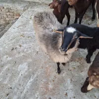 بره ماده رومانوف