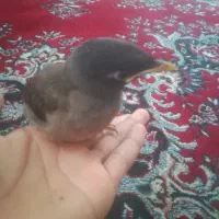 جوجه مینا پاکستانی شاه تخم جوجه اول