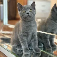 گربه اسکاتیش بلو