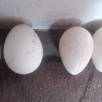 تخم بوقلمون