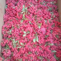 زرشک تازه