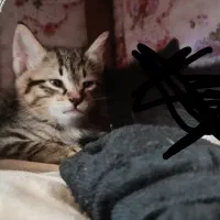 گربه کوچیک و مادر