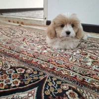 واگذاری شیتزوسه ماهه