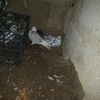 دو عدد کفتر ماده