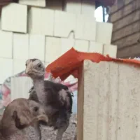 جوجه لاری