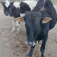 2عددگوساله نر قیمت  ۹۰تومان|حیوانات مزرعه|گلی داغ, |دیوار
