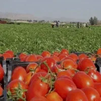گوجه ربی