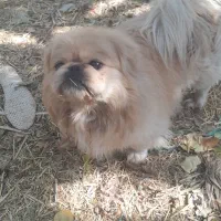 سلام سگ پیکینیز اصیل قیمت ۱۰تومان|سگ|مبارکه, |دیوار